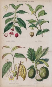 Kahve; Çay; Çikolata; Ekmek Meyvesi (renkli gravür)
