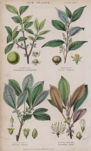 kumar; benzoin; Kauçuk; Gutta Percha (renkli gravür)