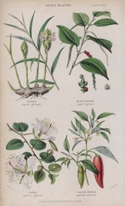 Zencefil; Karabiber; Muziplik; Cayenne Biber (renkli gravür)