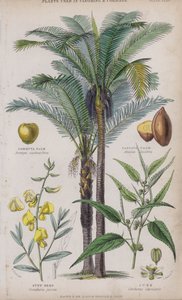 Gommuta Palmiyesi; Pasava Palmiyesi; Sünn Kenevir; Jüt (renkli gravür)
