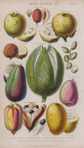 Guava; Hünnap; mangosten; liçi; Antep fıstığı; Avokado Armut; durio; Malay Elma; Akee Meyveler ve Kuruyemişler; Mango (renkli gravür)