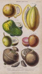 anne; Papaw; Ekşi Çorba; zenci şeftali; Granadilla; Zabucajo (kapak kaldırılmış) Meyve ve Fındık; Brezilya Fındığı ve Meyvesi (renkli gravür)