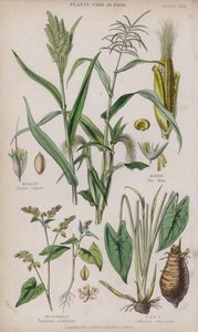 Darı; Mısır; karabuğday; Taro (renkli gravür)