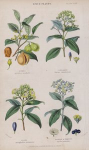 Küçük hindistan cevizi; Tarçın; Karanfil; Yenibahar veya Yenibahar (renkli gravür)