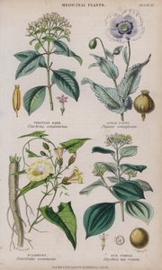 Peru Kabuğu; Haşhaş; dolandırıcılık; Nux Vomica (renkli gravür)