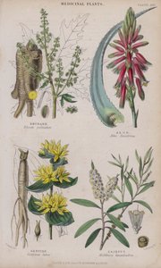 Ravent; Aloe; Centiyana; Cajeput (renkli gravür) by W. Fitch