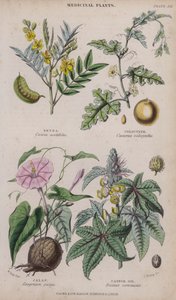 Sinameki; Kolosen; jalap; Hint Yağı (renkli gravür)