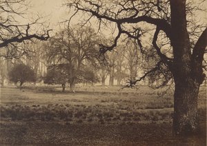 Windsor Parkı, Geyik Besleme, 1850