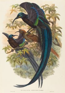 Epimachus speciosus (Orak gagalı cennet kuşu) by W. Hart