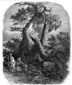 Ahşap oyma örneği, Niobe