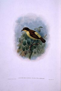 Loboparadisea serica, Su Gagalı Cennet Kuşu (renkli lito) by W. and Keulemans J.G. Hart