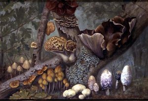 Woodland