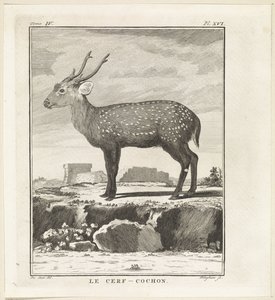 Hert Le Cerf-Cochon (nesne üzerindeki başlık) by W. Tringham
