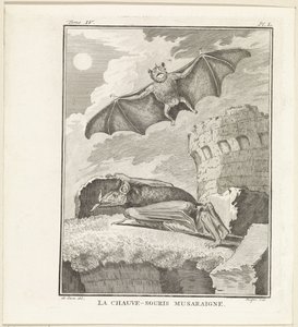 Vleermuizen Hırçın Yarasa (nesnedeki başlık) by W. Tringham