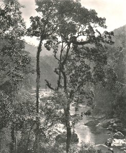 Kelani Nehri manzarası, Kurunegala, Seylan, 1895. by W and S Ltd