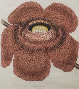 Rafflesia arnoldii çiçeği by Waldell