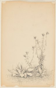 Yabani Bitkiler Çalışması by Walter Clark