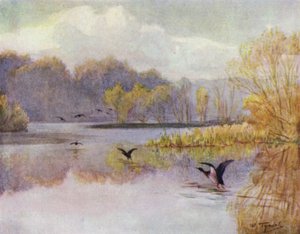 Yeni Orman: Minstead Mill