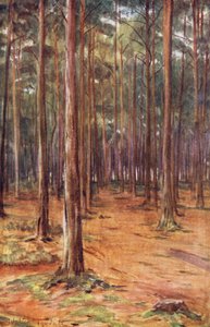 Wessex: Bournemouth yakınlarındaki çam ormanları (renkli lito) by Walter Frederick Roofe Tyndale