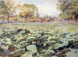 Beyaz Lotus, Kale Hendeği, Kofu by Walter Frederick Roofe Tyndale