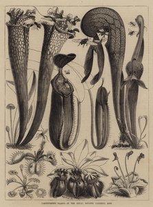 Kraliyet Botanik Bahçeleri, Kew