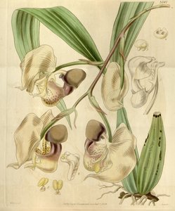 Coryanthes maculata by Walter Hood Fitch