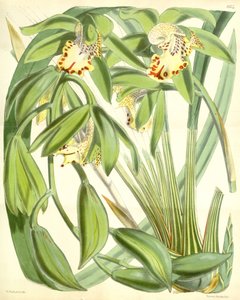Cymbidium fahişe by Walter Hood Fitch
