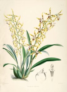 Odontoglossum lindleyanum by Walter Hood Fitch
