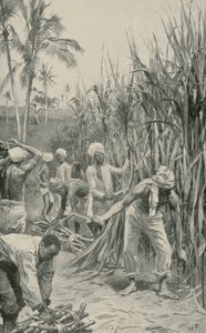 Trinidad Coolies at Work in a Cane-Field  by Walter Stanley Paget
