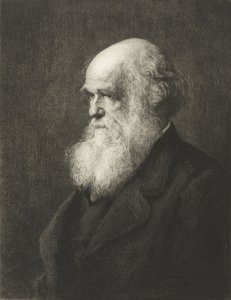 Charles Robert Darwin (gravür) by Walter William (after) Ouless
