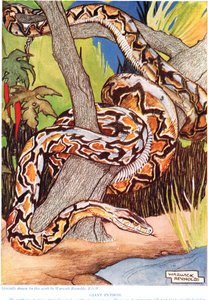 Dev Python, John Arthur Thompson