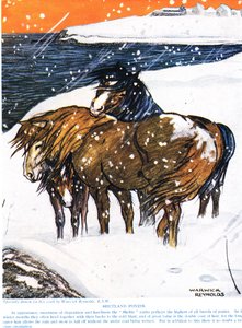 Shetland Midillileri, John Arthur Thompson