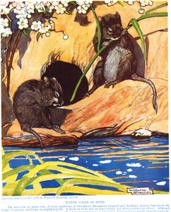 Evde Su Voles, John Arthur Thompson (1861-1933) tarafından yayınlanan 