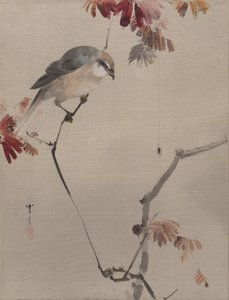Dalda Kuş Gözlemci Örümcek, ca. 1887. by Watanabe Seitei