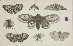 Güve, Kelebekler ve Arılar by Wenceslaus Hollar