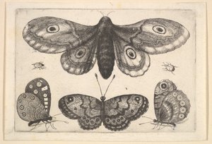 Bir güve, üç kelebek ve iki böcek, 1646. by Wenceslaus Hollar