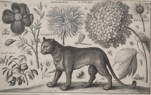 Hayvanlar ve Bitkiler: Bitkiler ve Böcekler ile Leopar by Wenceslaus Hollar
