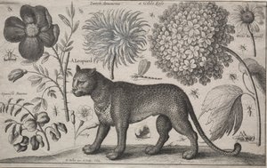 Hayvanlar ve Bitkiler: Bitkiler ve Böcekler ile Leopar, 1662. by Wenceslaus Hollar