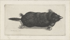 ölü köstebek by Wenceslaus Hollar