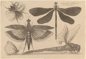 Yusufçuklar, Yaban Arısı ve Kelebek by Wenceslaus Hollar