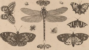 Yusufçuk, Uğur Böceği ve Kelebekler. by Wenceslaus Hollar