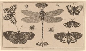 Yusufçuk, Uğur Böceği ve Kelebekler by Wenceslaus Hollar