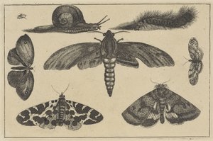 Üç güve, kelebekler, böcek, salyangoz ve tırtıl Çeşitli böcekler (dizi başlığı) Diversae Insectorum (dizi adı) by Wenceslaus Hollar