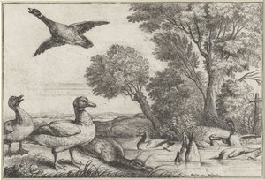 ördekler Diversae avium türleri (seri başlığı) Farklı kuşlar (dizi adı) by Wenceslaus Hollar