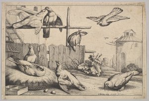 Sekiz güvercin, 1625-77. by Wenceslaus Hollar