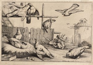 Sekiz güvercin. durum 1 by Wenceslaus Hollar