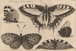 Beş Kelebek, 1646. by Wenceslaus Hollar