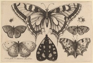 Beş Kelebek, Bir Güve, Bir Böcek ve Bir Örümcek by Wenceslaus Hollar