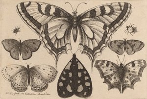 Beş Kelebek, Bir Güve ve İki Böcek, 1646. by Wenceslaus Hollar