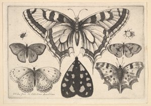 Beş Kelebek, Bir Güve ve İki Böcek, 1646. by Wenceslaus Hollar